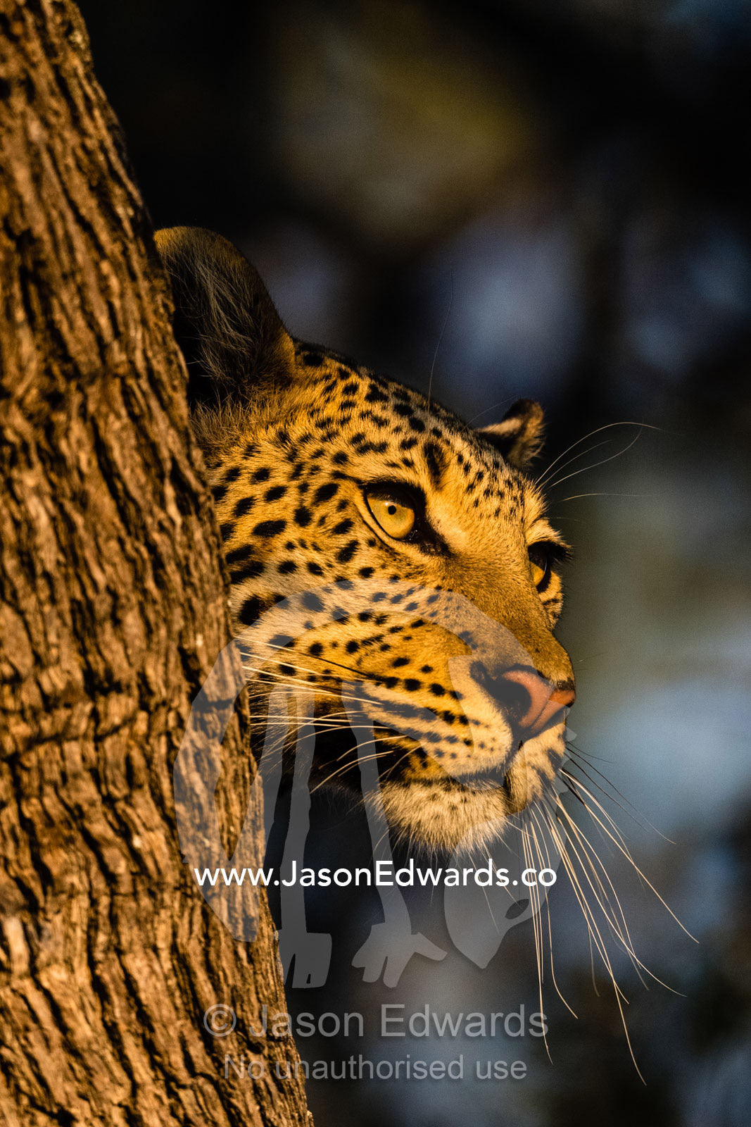 An African Leopard, Panthera pardus pardus, watches a herd of antelope from a tree as sunrise casts a golden glow. Okavango Delta, Moremi Game Reserve, Botswana