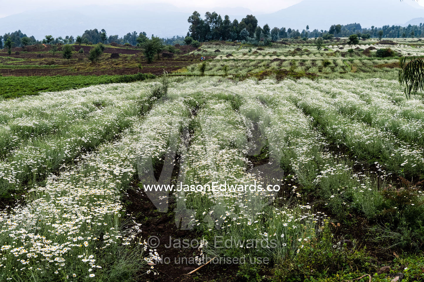 A crop of Pyrethrum, Chrysanthemum cinerariifolium, growing for harvest on a volcanic mountainside. Ruhengeri, Rwanda