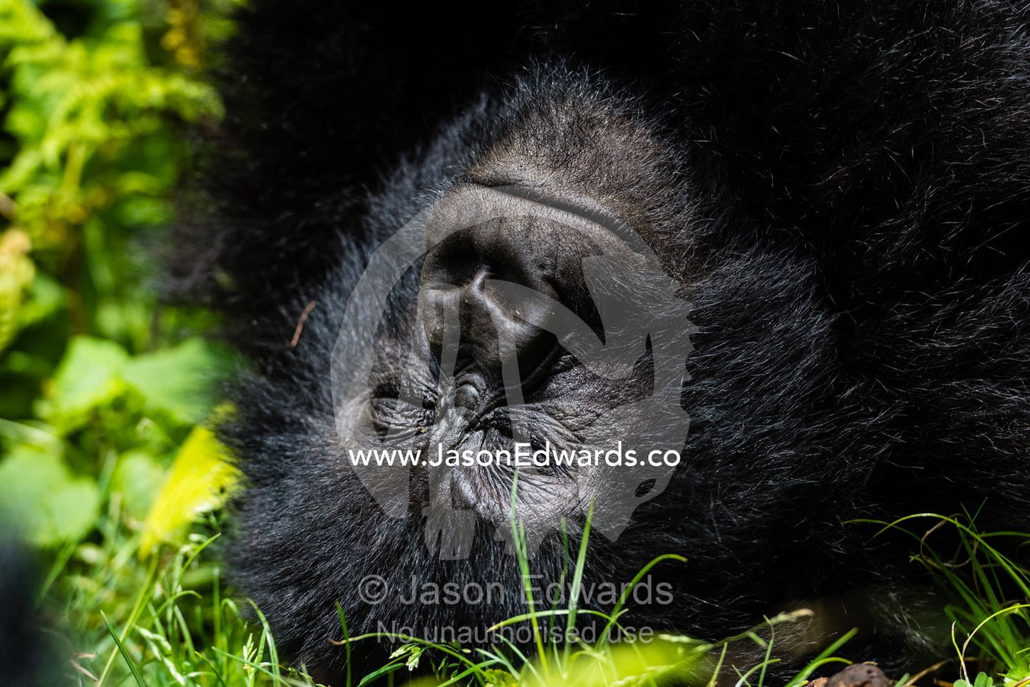 An endangered Mountain Gorilla, Gorilla beringei beringei, sleeping during the heat of the day in the forest. Volcanoes National Park, Rwanda