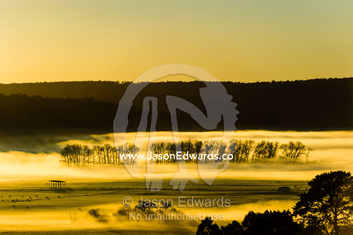 Dawn rises across a mist covered valley floor and grazing cattle. Omeo, Victoria, Australia