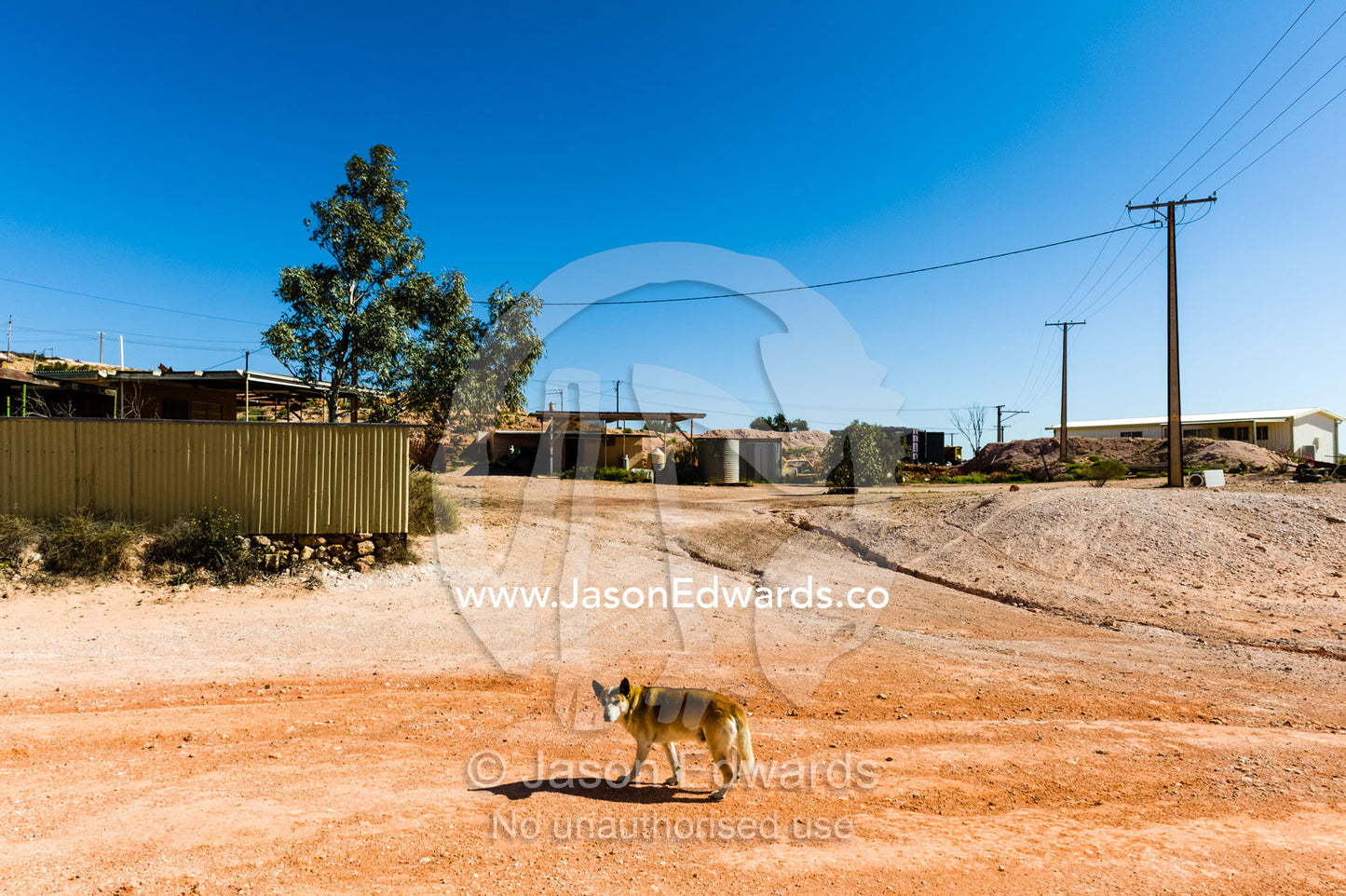 A dingo roaming the dusty streets of an opal mining town in the Outback. Coober Pedy, South Australia, Australia