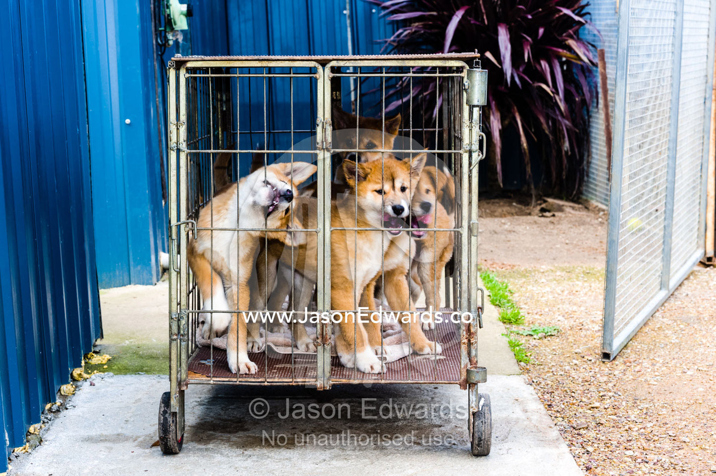 A litter of dingo puppies in a cage at a captive breeding program. Toolern Vale, Australian Dingo Discovery and R, Victoria Australia, Australia