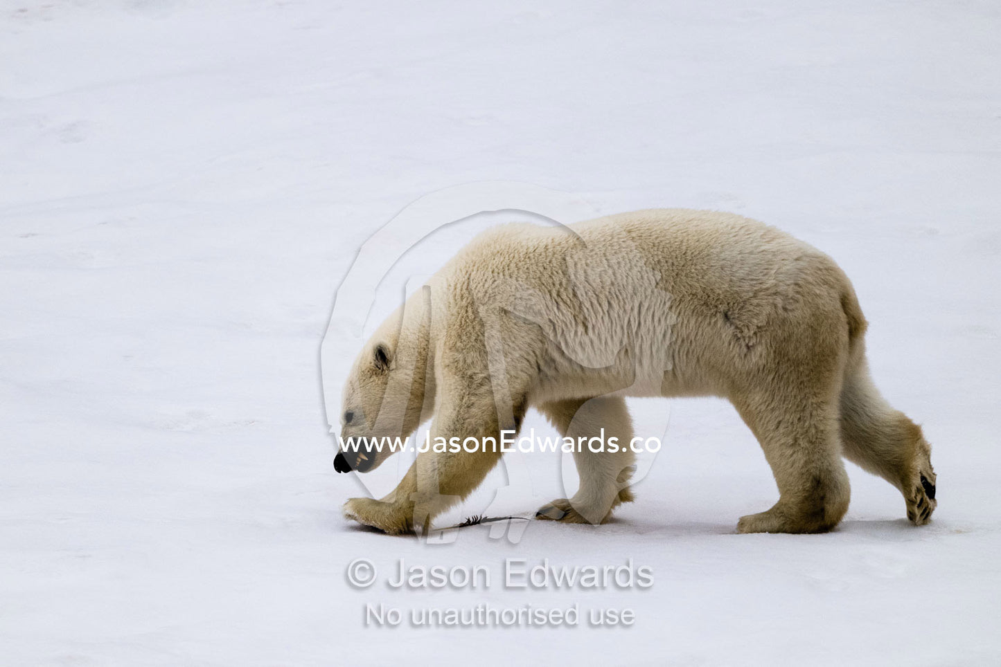 A Polar Bear chewing on a feather he found foraging for food in the snow. Vikingbukt, Viking Bay, Vikingbukta, Scoresby Sound, Greenland