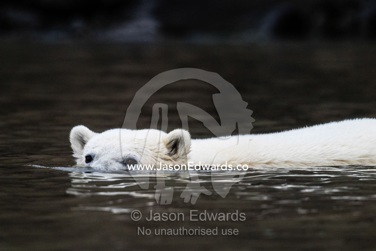 A Polar Bear swimming in the still waters of an arctic fjord. Vikingbukt, Viking Bay, Vikingbukta, Scoresby Sound, Greenland