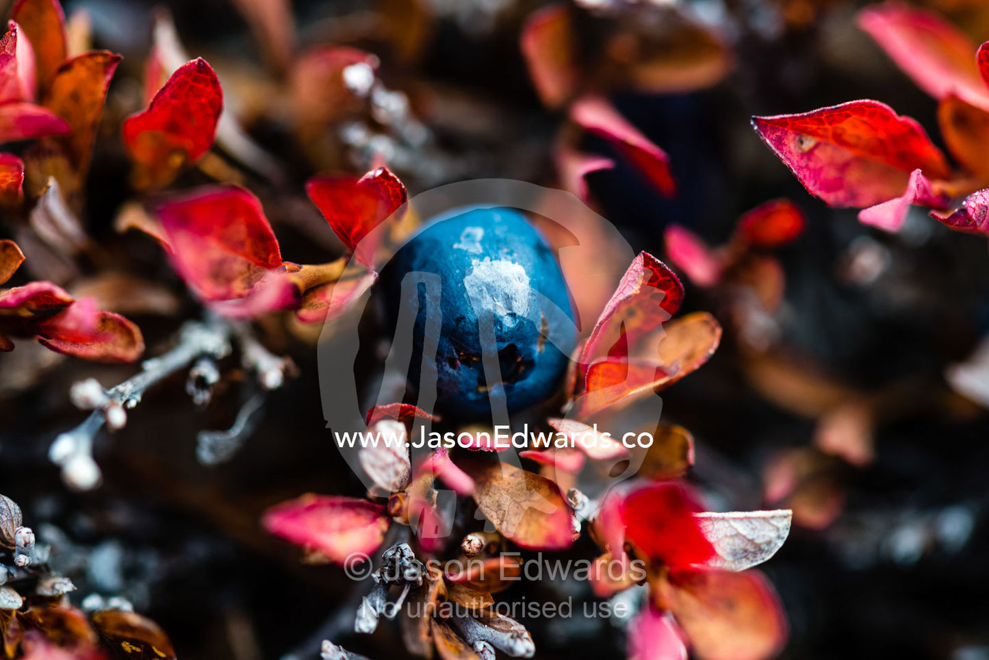 A small arctic shrub producing a berry fruit in the Autumn. Milne Land, Jytte Havn, Bjorne Islands, Scoresby Sound, Greenland