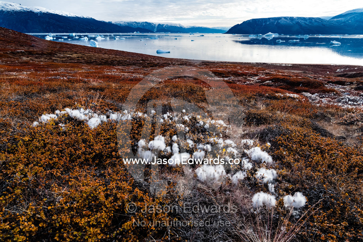 Fluffy seed heads of Arctic Cotton-grass, Eriophorum Callitrix, on a tundra hillside in Autumn colours. Northeast Greenland National par, Harefjord, Hare Fjord, Rype Fjor, Scoresby Sound, Greenland