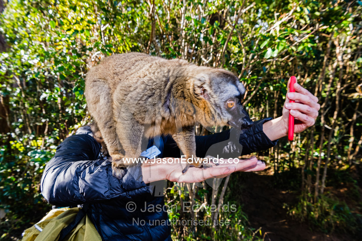 A Brown Lemur, Eulemur fulvus, confiscated from poachers takes a selfie with a tourist smartphone. Andasibe, Lemur Island, Vakona Forest Lodge, Madagascar