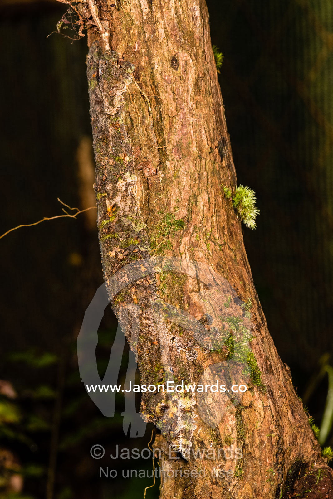 The prehistoric scaled face of a Mossy leaf-tailed Gecko, Uroplatus sp., camouflaged on a tree branch. Andasibe, Vakona Forest Lodge, Madagascar