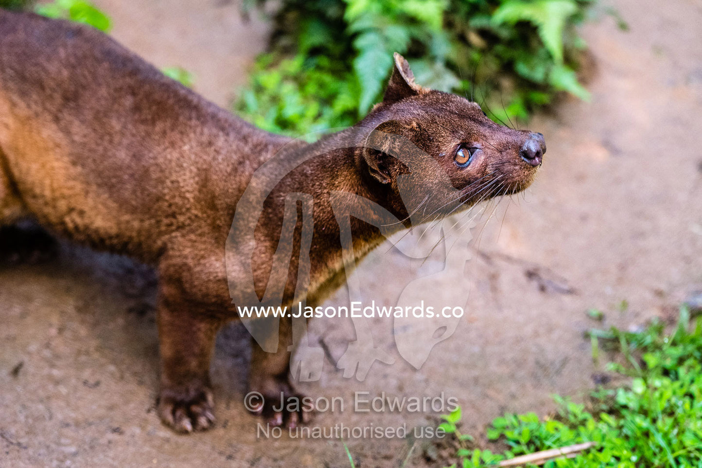 A vulnerable Fossa, Cryptoprocta ferox, is a stealthy carnivore patrolling the Madagascan forest. Andasibe, Vakona Forest Lodge, Madagascar