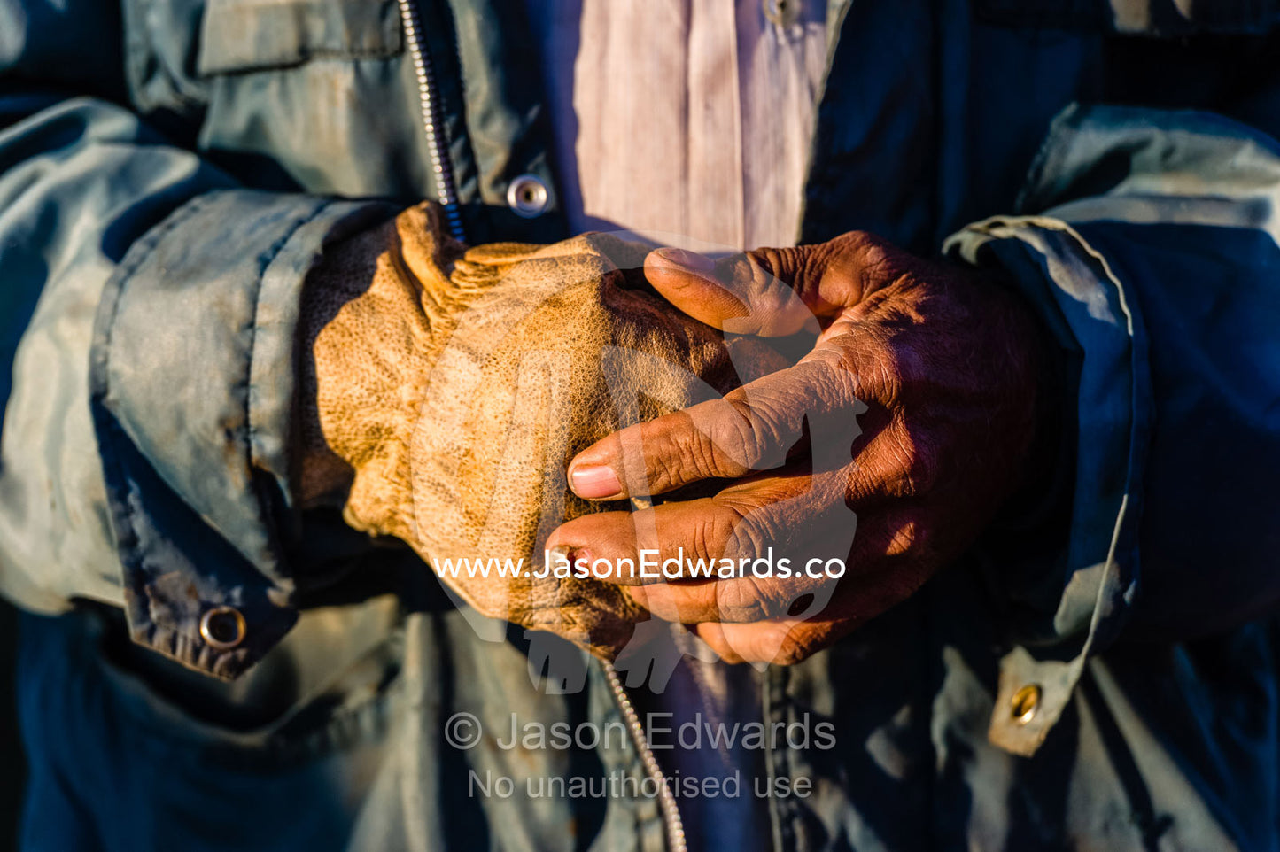 The weather hands and leather gloves of a ringer on an outback station who musters the cattle. Coober Pedy, Mt Willoughby Station, South Australia, Australia