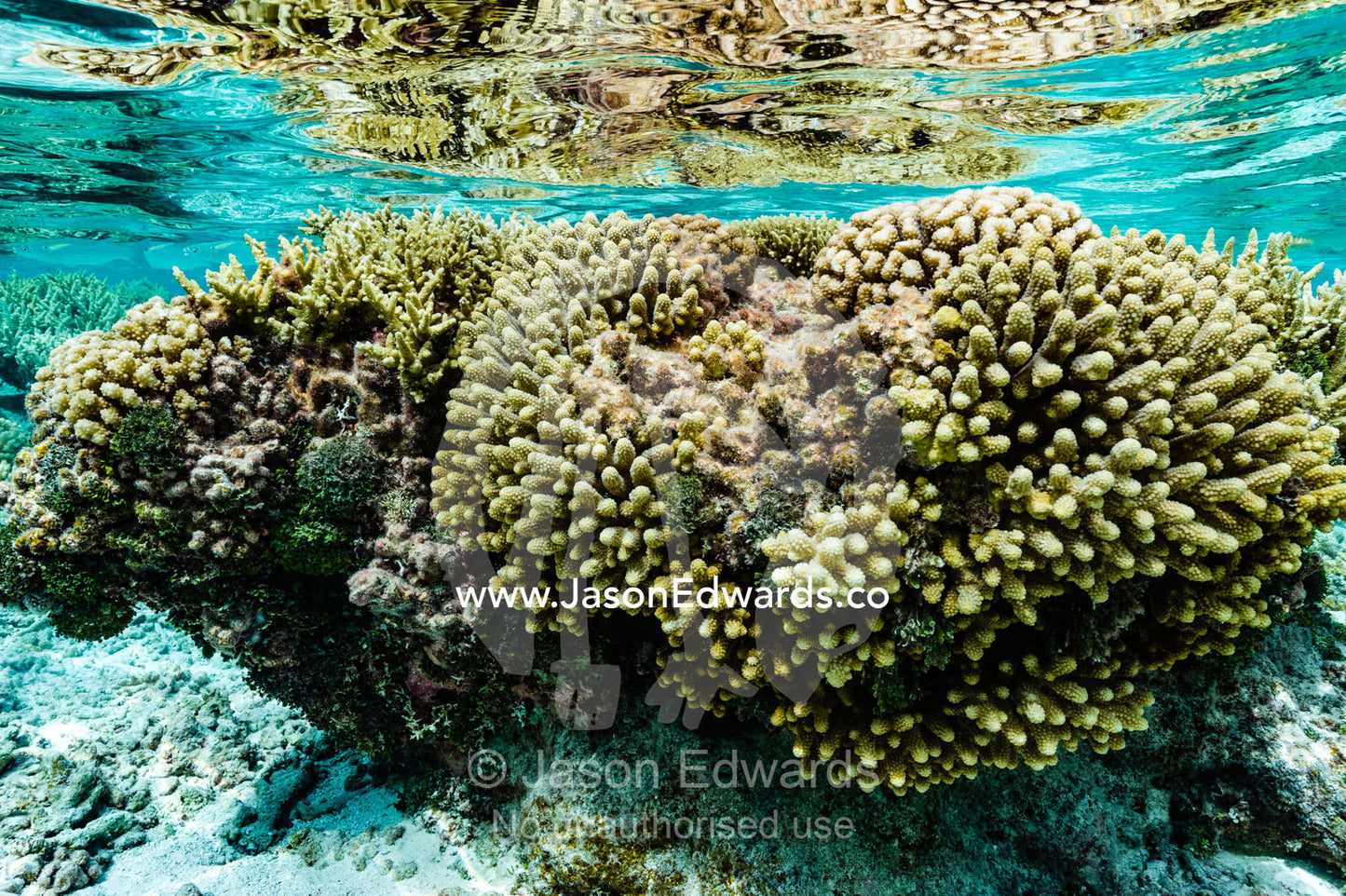 A garden of stony corals and Acropora corals in a shallow tropical reef. Apataki Atoll, Tuamotu Archipelago, French Polynesia