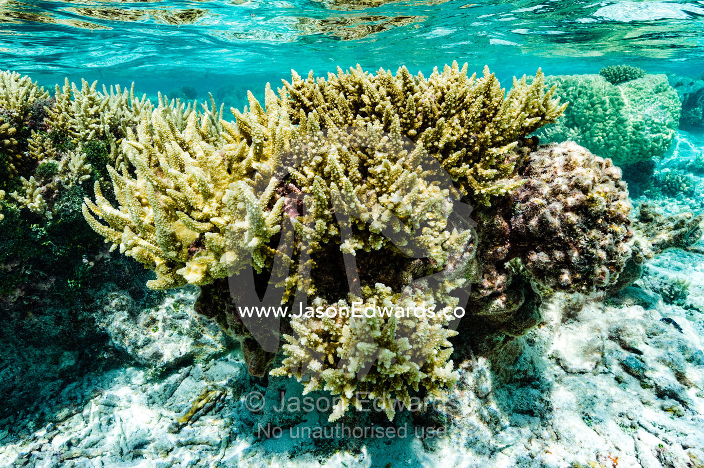 A garden of stony corals and Acropora corals in a shallow tropical reef. Apataki Atoll, Tuamotu Archipelago, French Polynesia