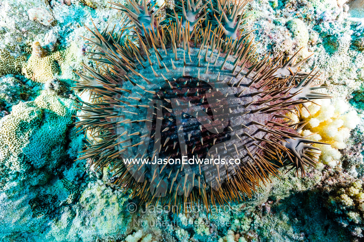 A feral pest the venomous Crown-of-thorns Seastar, Acanthaster planci, feeds on coral reef polyps. Makatea Atoll, Tuamotu Archipelago, French Polynesia
