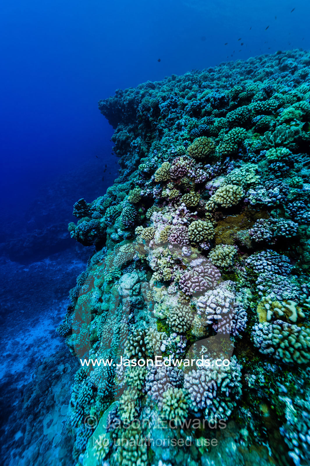 A healthy and colourful hard coral garden encrusts a tropical reef overlooking deep water. Makatea Atoll, Tuamotu Archipelago, French Polynesia
