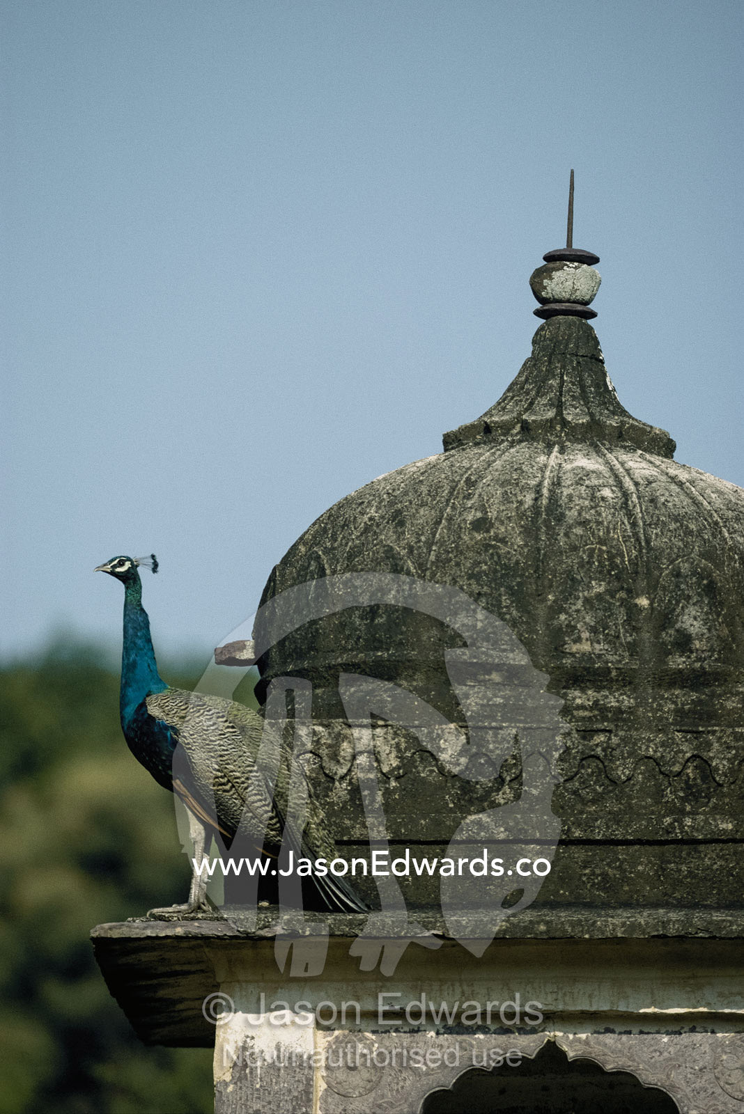 A peacock (Pavo species) rests on the ledge of a temple. Ranthambhor National Park, India.