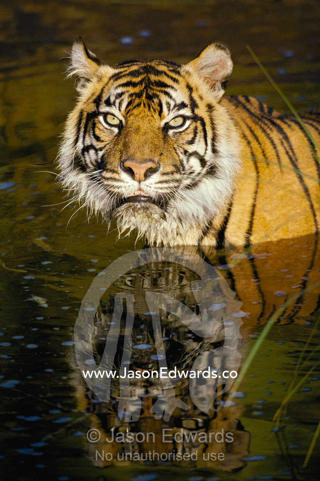 A tiger glares directly into the camera as is enters a body of water. Zoological Board of Victoria, Melbourne Zoo, Australia.