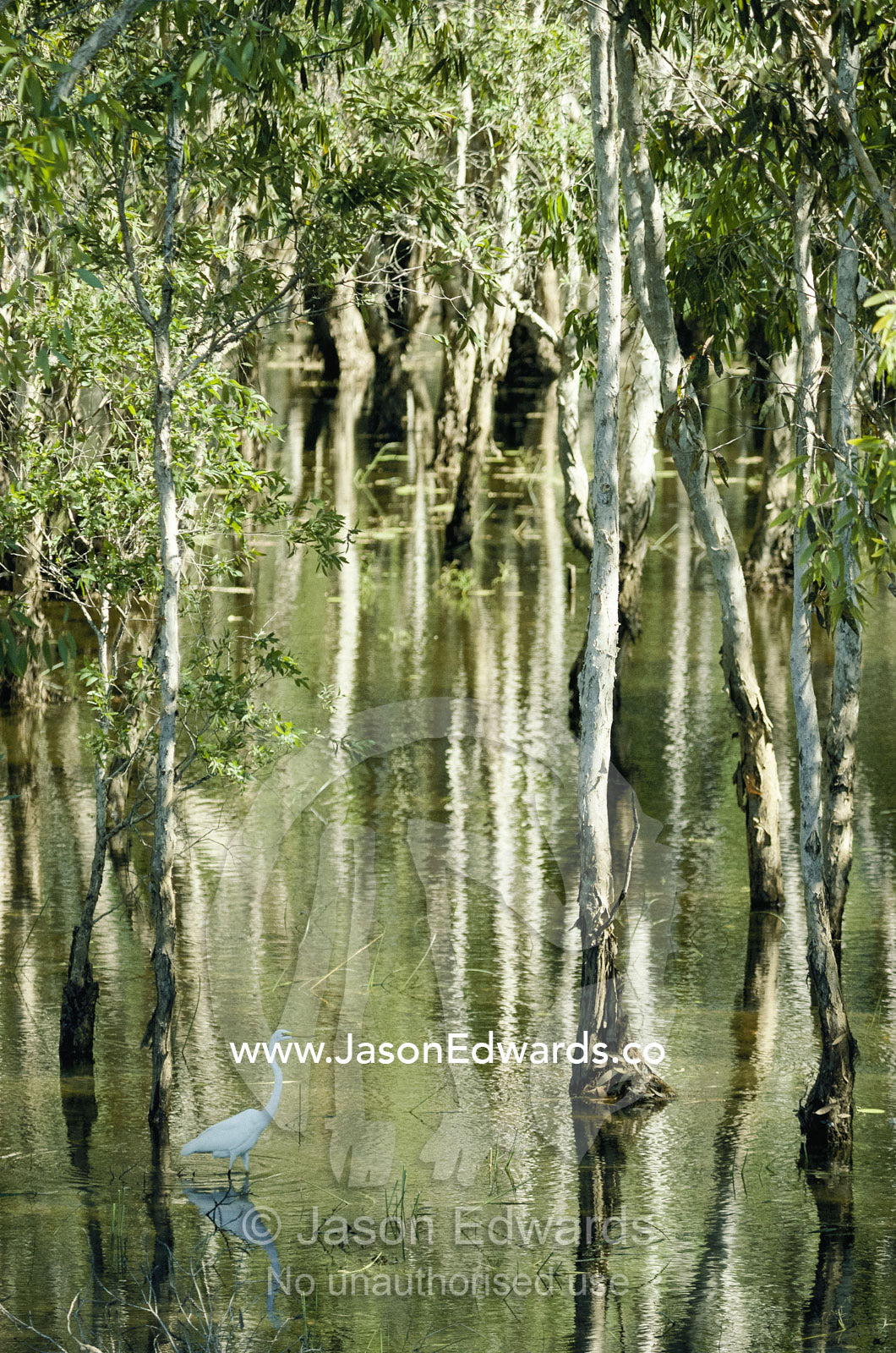 A great egret wades and feed through a flooded eucalyptus forest. Kakadu National Park, Northern Territory, Australia.