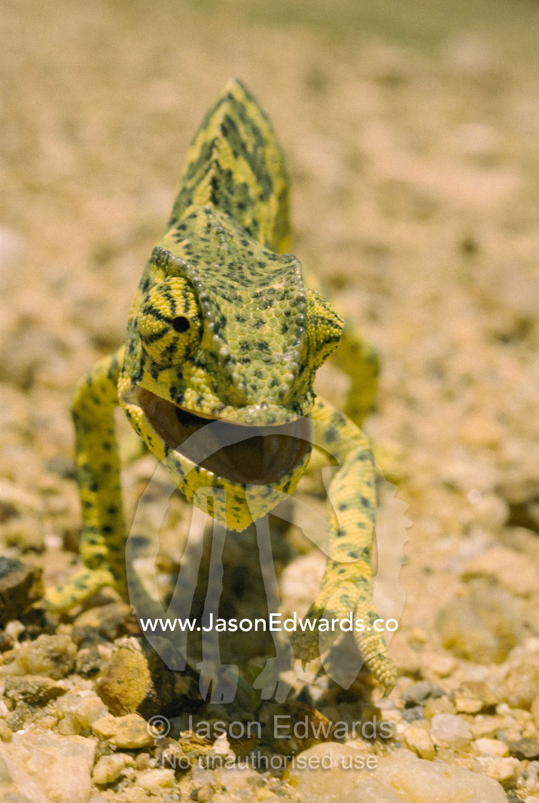 Close-view of a flap-necked chameleon (Chamaeleo dilepis). Northeastern Namibia.