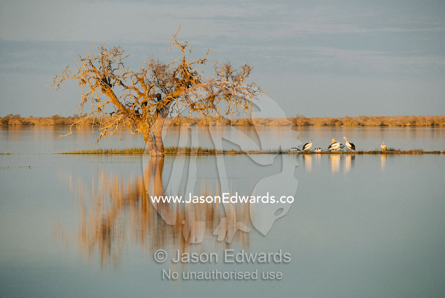 Pelicans congregate on a thin strip of land in body of water. Coongie Lakes, South Australia, Australia.
