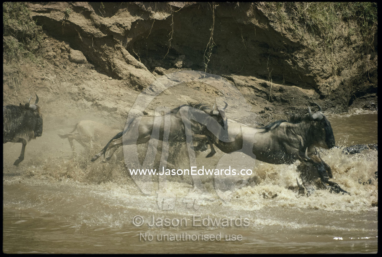 Wildebeest herd trample into the Mara River to swim to fresh grasses. Mara River, Kenya.