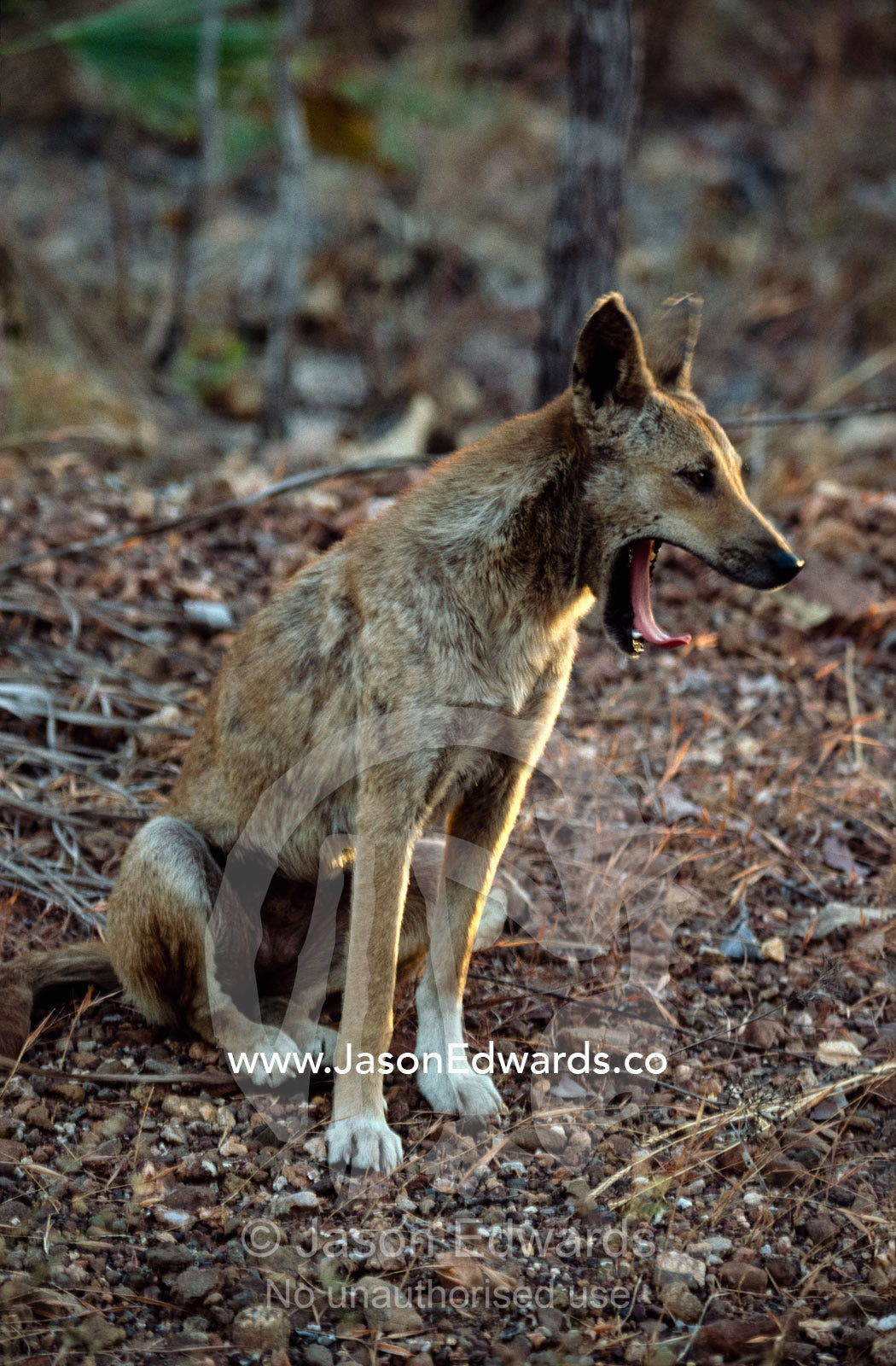 A yawning dingo (Canis dingo). Kakadu National Park, Northern Territory, Australia.