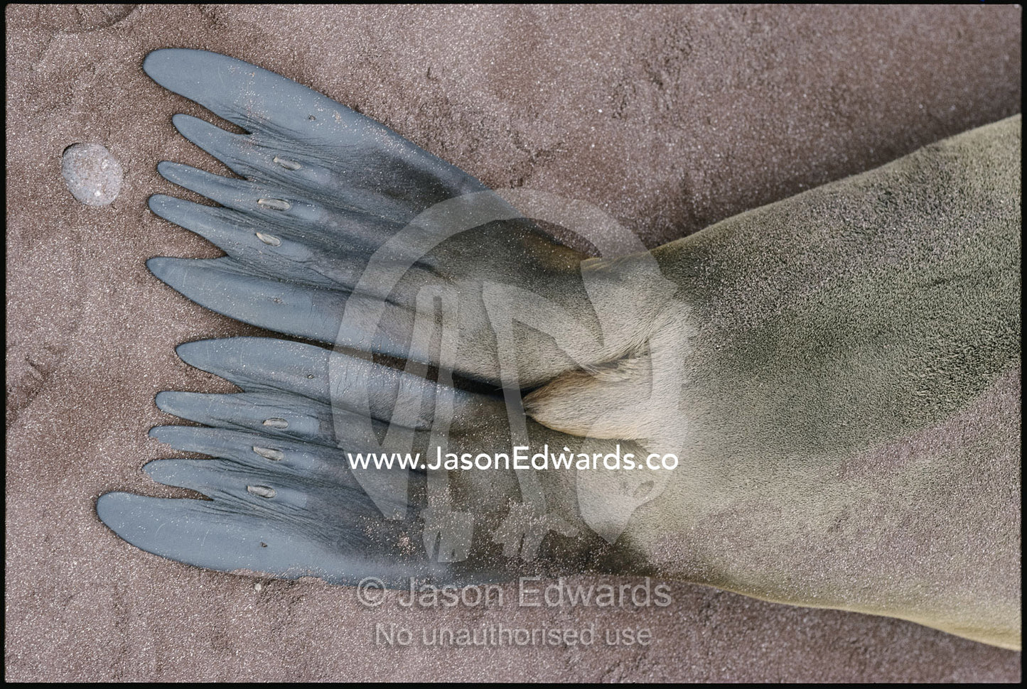 The flippers of a Californian sea lion on a volcanic sand beach. Isla Rabida, Galapagos Islands, Ecuador.