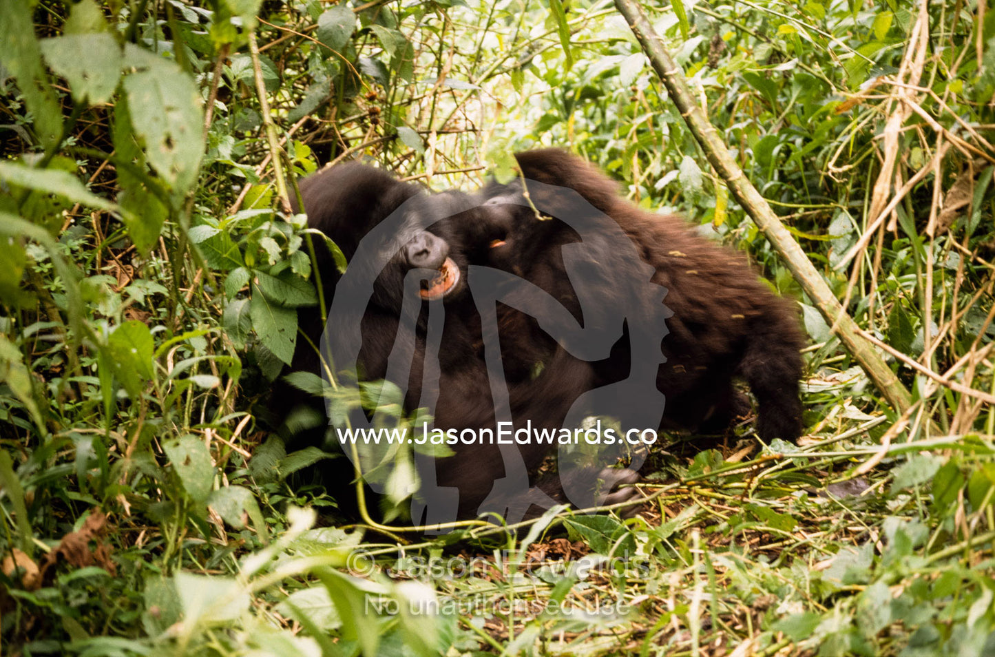 A pair of mountain gorillas wrestle playfully. Pare Nationale de Virunga, Democratic Republic of the Congo.