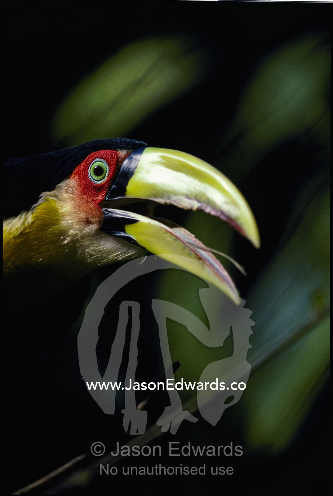 A red-breasted toucan soars toward the camera. Rio State, Brazil