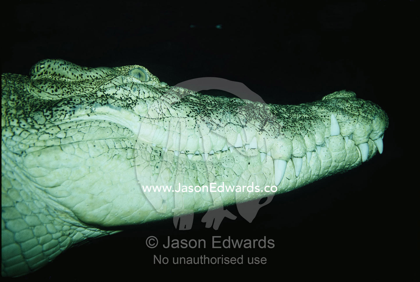 A saltwater crocodile (Crocodylus porosus) swims through dark waters. Territory Wildlife Sanctuary, Northern Territory, Australia.