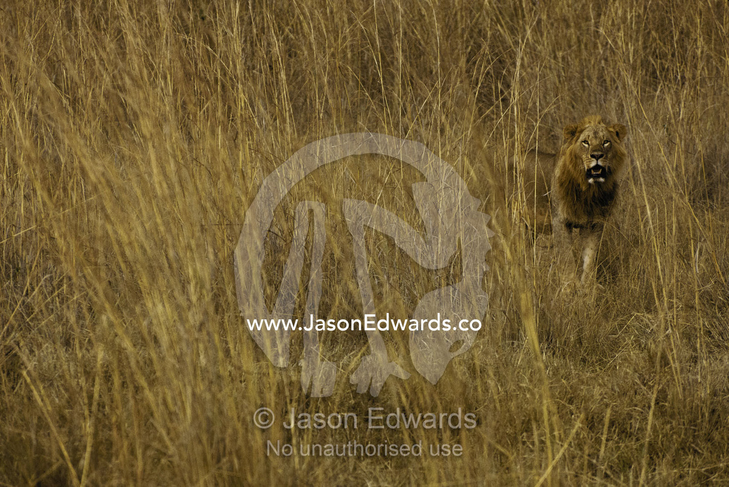 Male lion lets his presence be known while patrolling his territory. Nairobi National Park, Kenya.