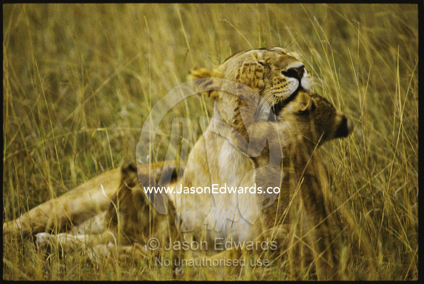A lion cub searches its mother's jaws for food. Masai Mara National Park, Kenya.