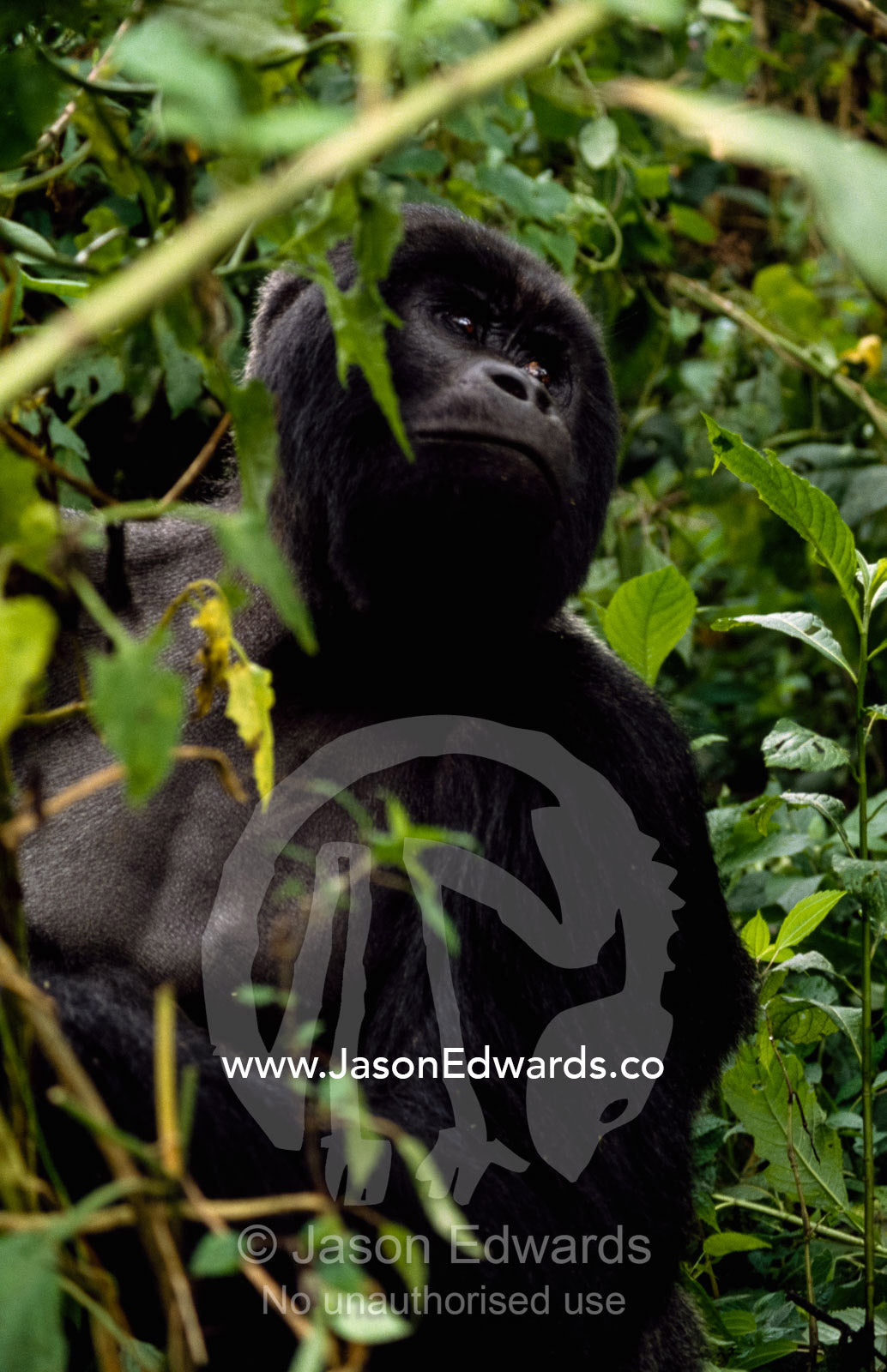 Close view of a silverback mountain gorilla. Parc Nationale de Virunga, Democratic Republic of the Congo.