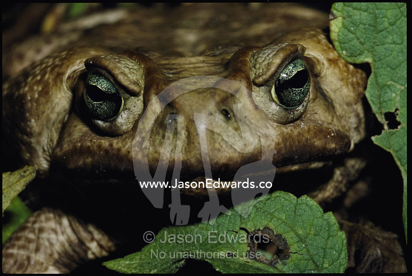 Portrait of a marine toad (Bufo marinus). Parque Nacional de Serra de Bocaina, Brazil.