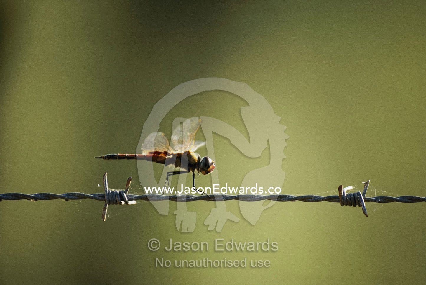 A diplacodes dragonfly balanced on a strand of barbed wire. Roebuck Bay, Western Australia, Australia.