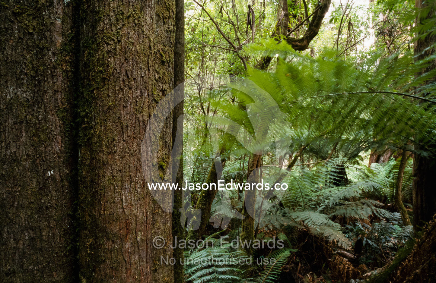 The massive trunk of a giant mountain ash eucalyptus tree. Cape Otway National Park, Victoria, Australia.