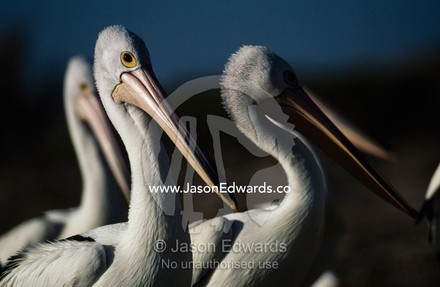 Australian white pelicans (Pelecanus conspicillatus) at Bairds Bay. Bairds Bay, South Australia, Australia.