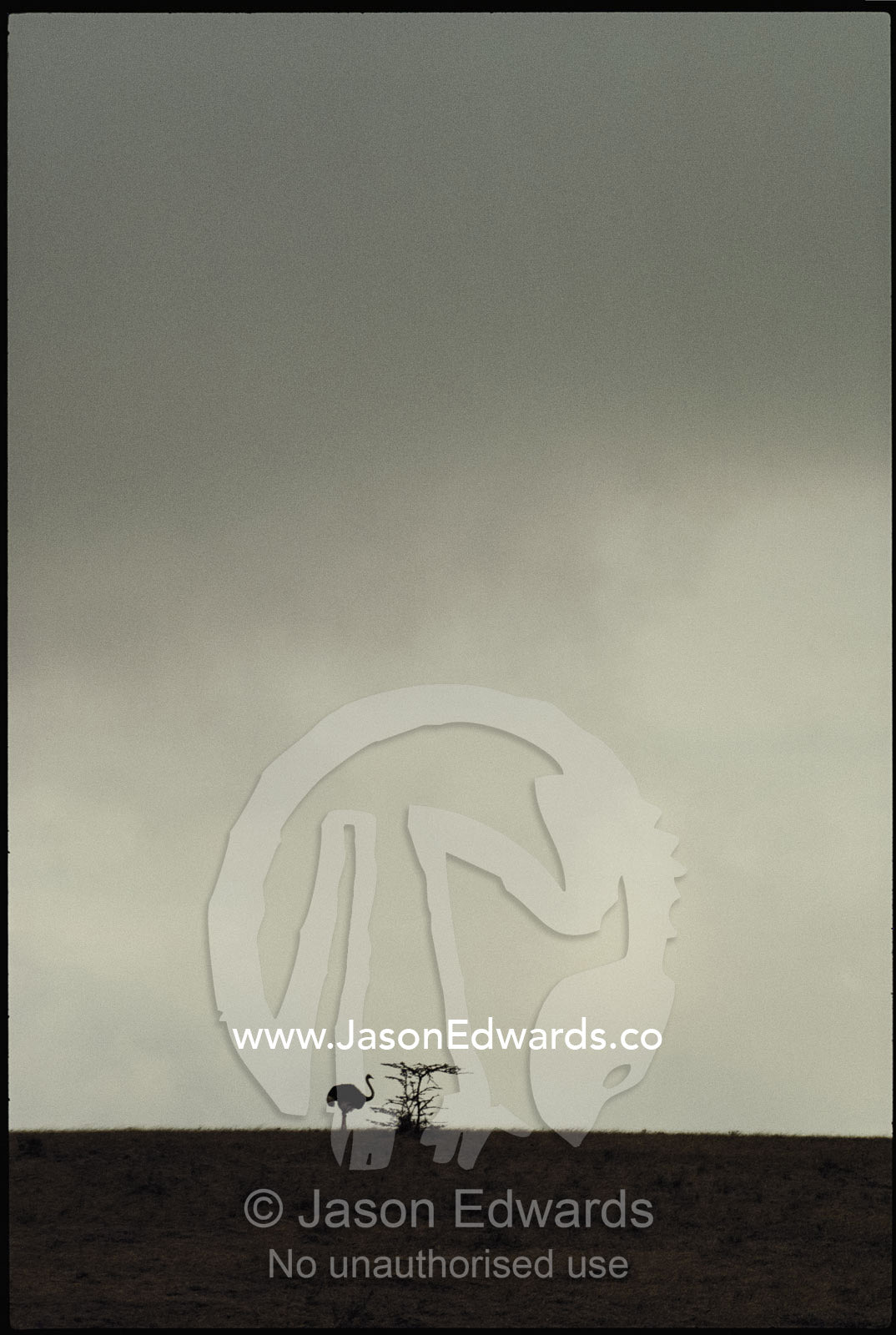 Storm clouds gather above an ostrich silhouetted on the horizon. Serengeti National Park, Tanzania.
