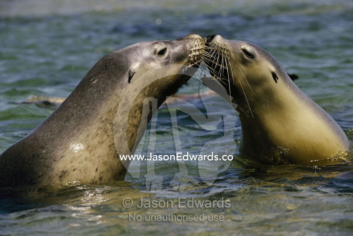 A pair of Australian sea lions greet one another by touching whiskers. Jones Island, South Australia, Australia.