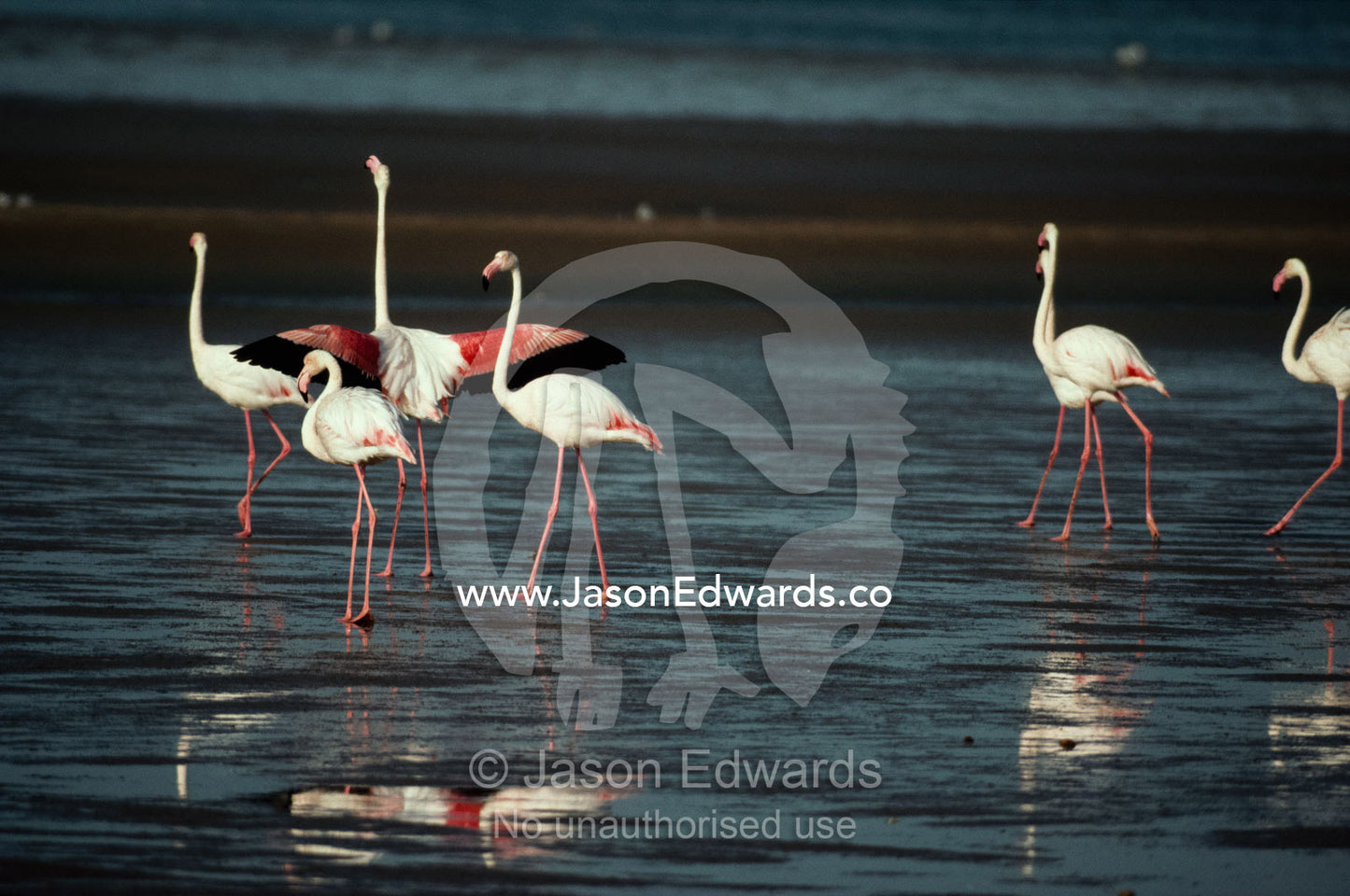 A flock of male displaying greater flamingos in shallow waters. Skeleton Coast, Namibia.