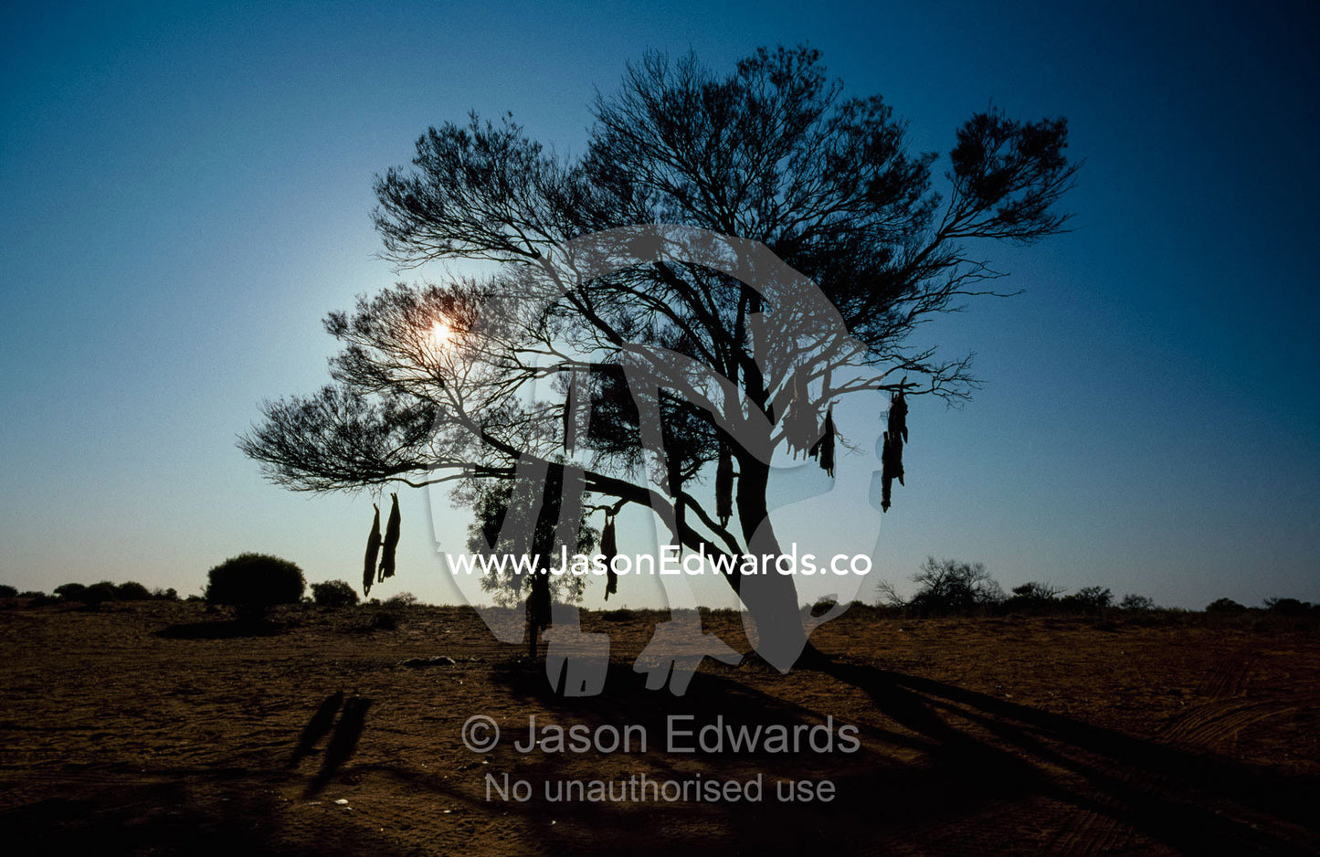Dead feral cats hang from a tree, as people object to their presence. Oodnadatta Track (near William Creek), South Australia, Australia.