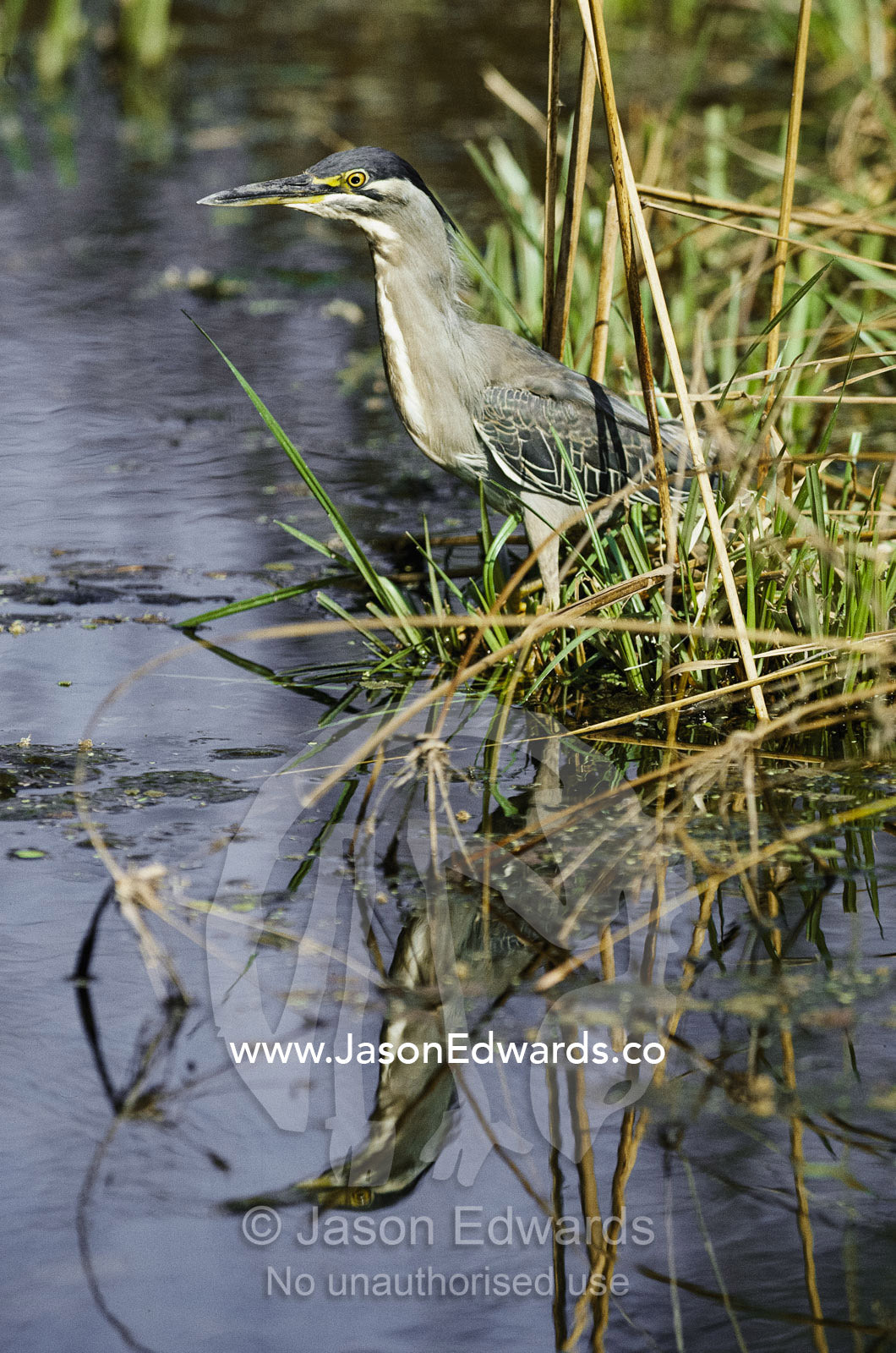 A green heron (Butorides virescens) reflected in a pond. Ranthambhor National Park, India.