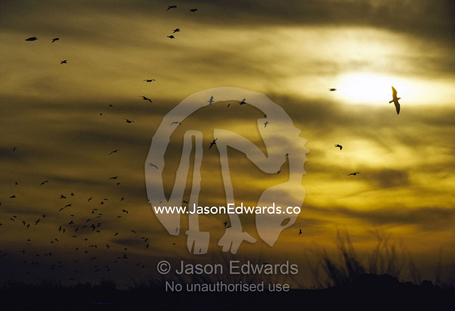 Kelp gulls (Larus dominicanus) take flight at sunset. Peninsula Valdez, Patagonia, Argentina.