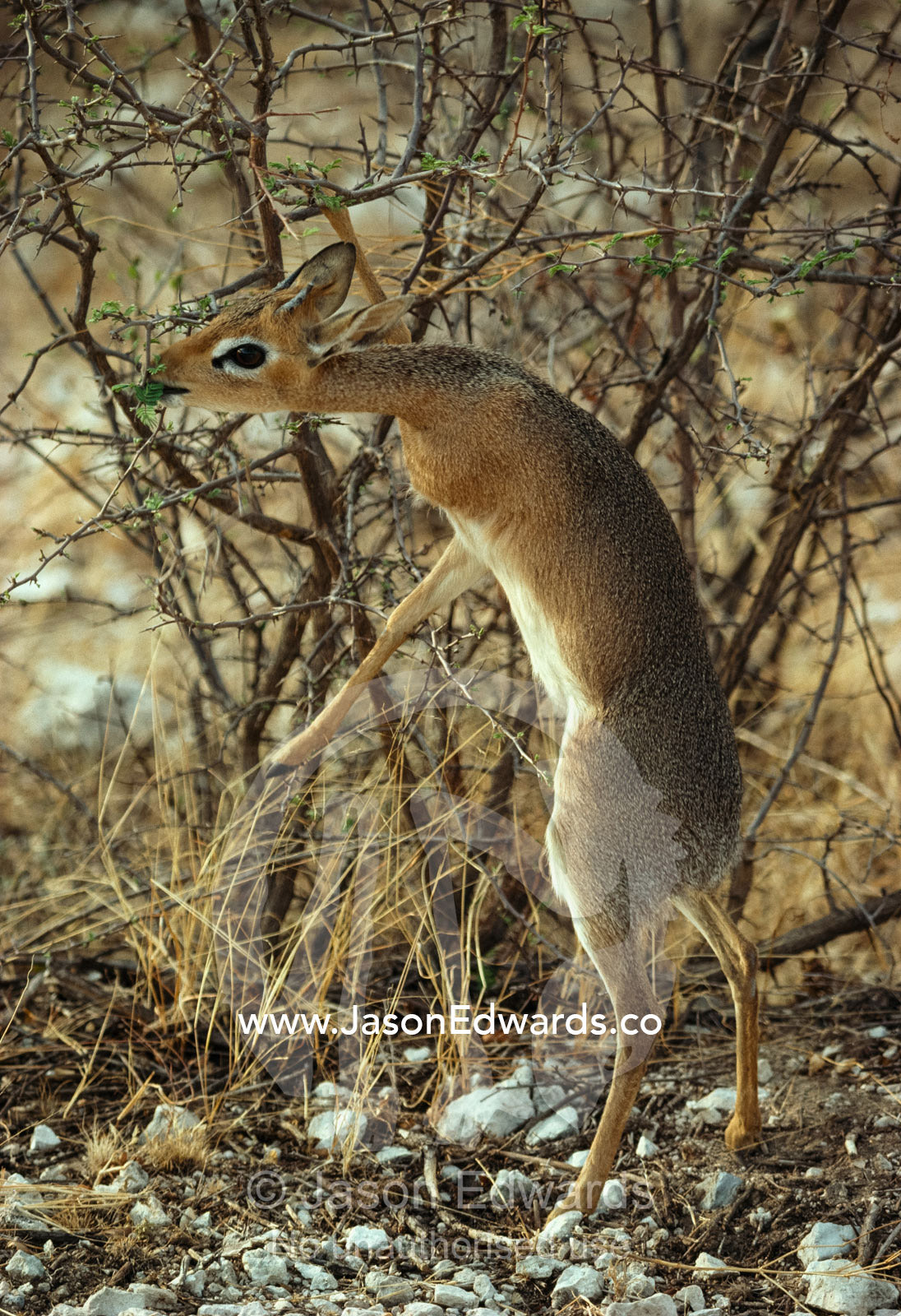 A dik-dik (Rhynchotragus kirki damarersis) feeds from a tree branch. Etosha National Park, Namibia.