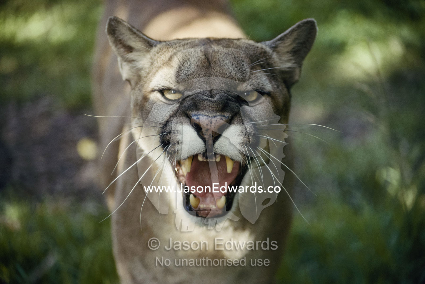 Close view of a hissing puma, or mountain lion, (Felis concolor). Melbourne Zoo, Victoria, Australia.