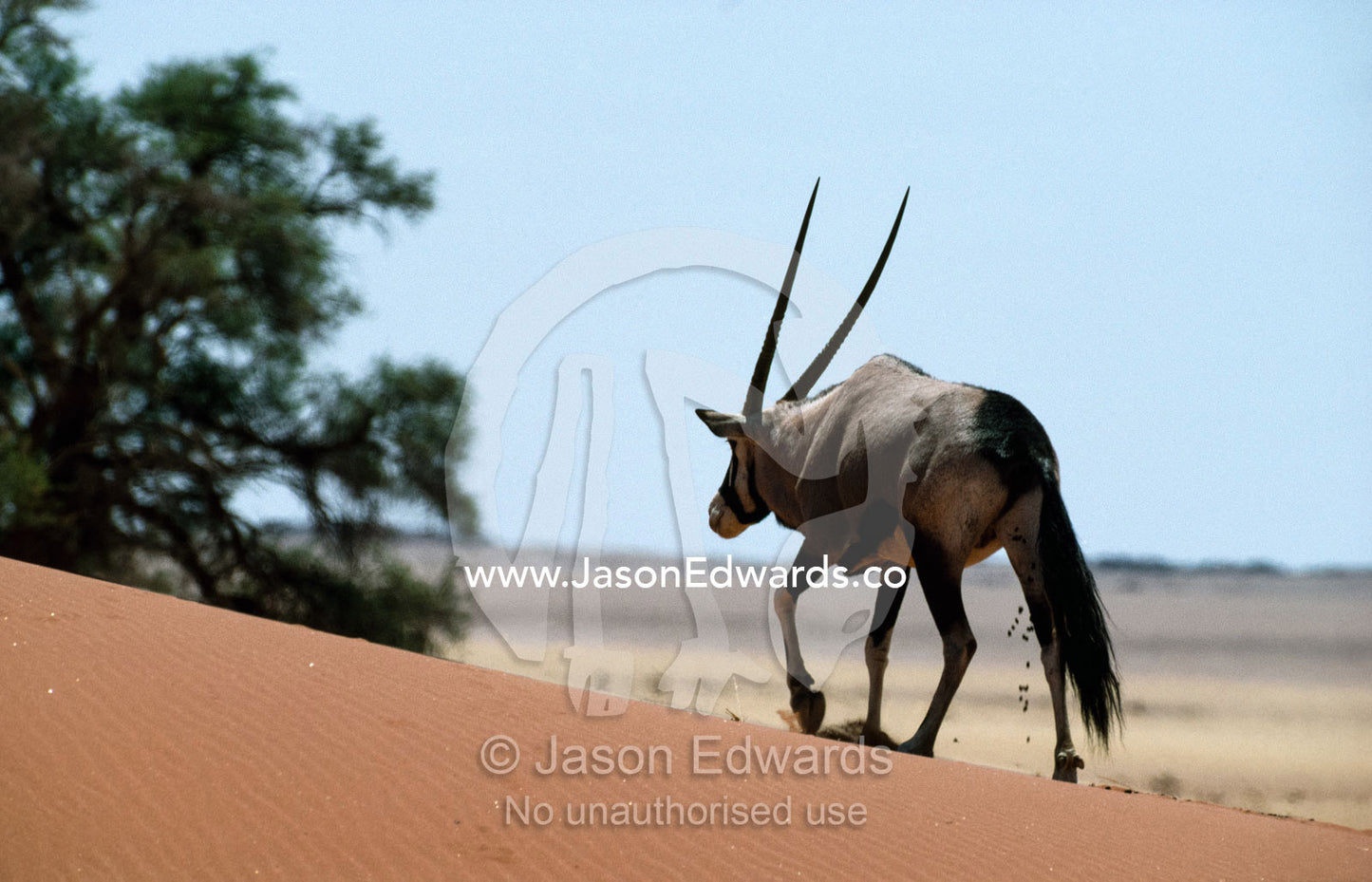 A gemsbok (Oryx gazella) defacates while walking along a sand dune. Namib Desert, Sossusvlei, Namibia.