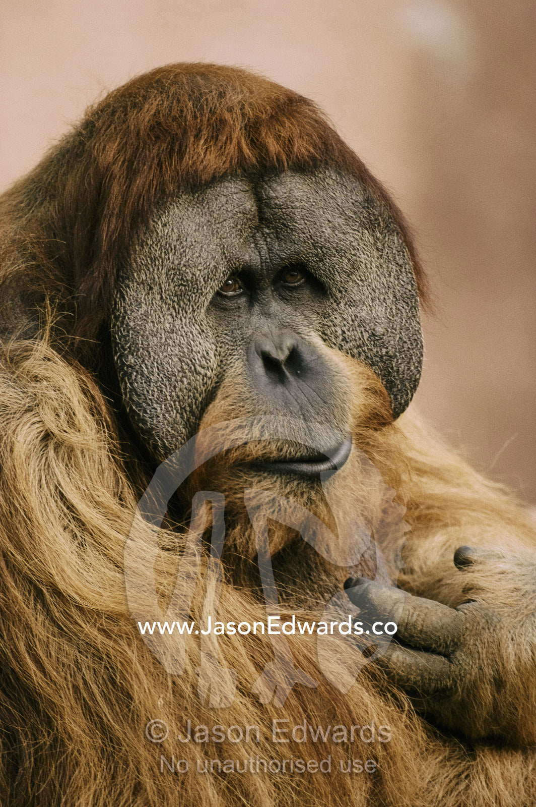 A portrait of the rare Sumatran orangutan (Pongo pygmaeus). Melbourne Zoo, Melbourne, Victoria, Australia.