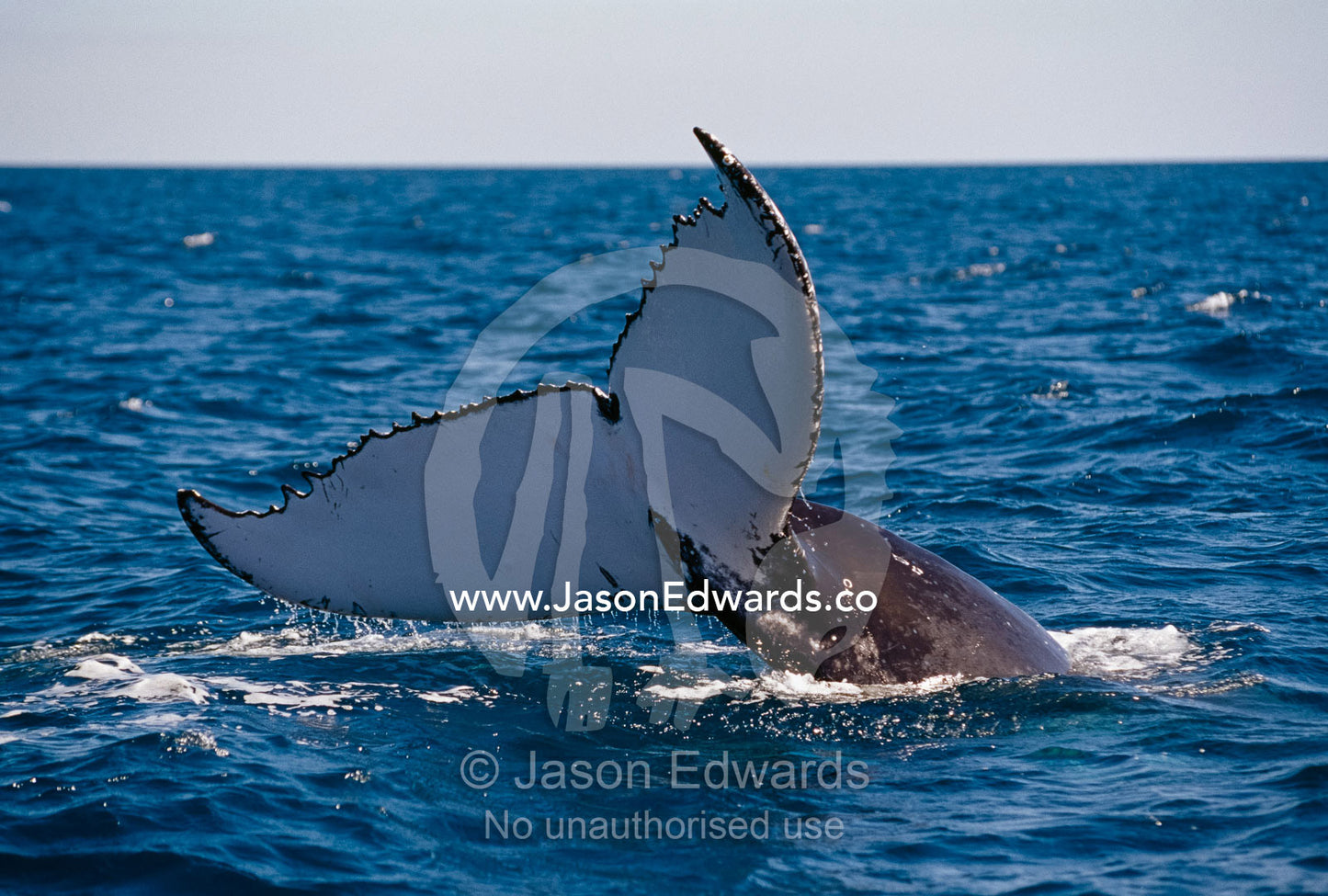 The tail flukes of a humpback whale swimming in Platypus Bay. Platypus Bay, Hervey Bay Queensland, Australia.