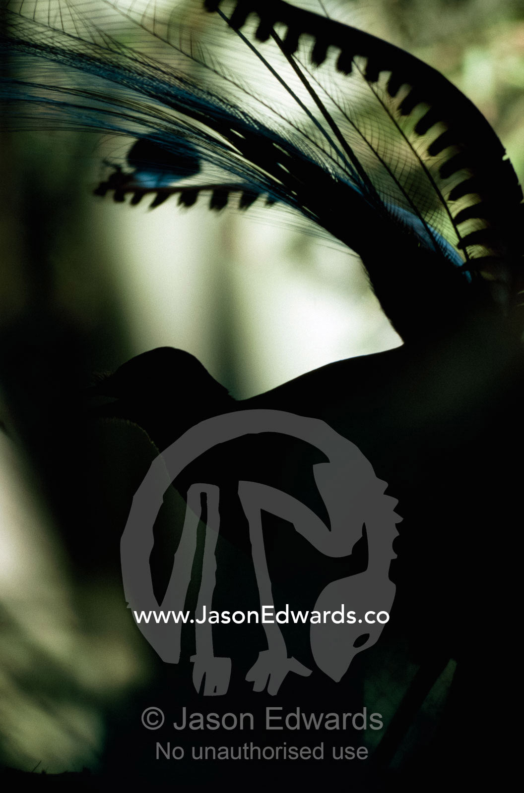 Silhouette of a male superb lyrebird with its tail raised in display. Healesville, Victoria, Australia.