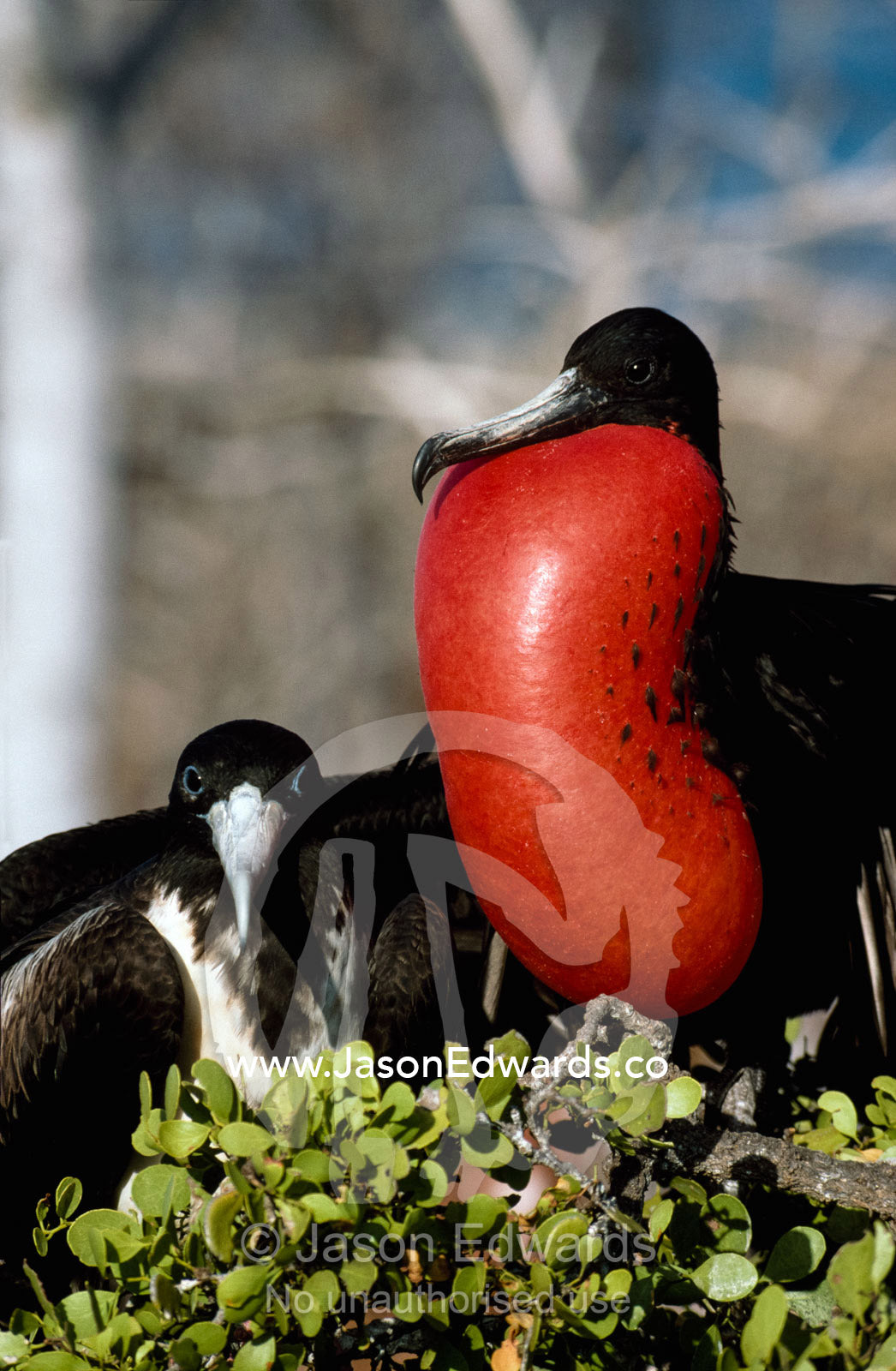 A magnificent frigatebird inflates his gularsac after mating. North Seymour Island, Galapagos Islands, Ecuador.