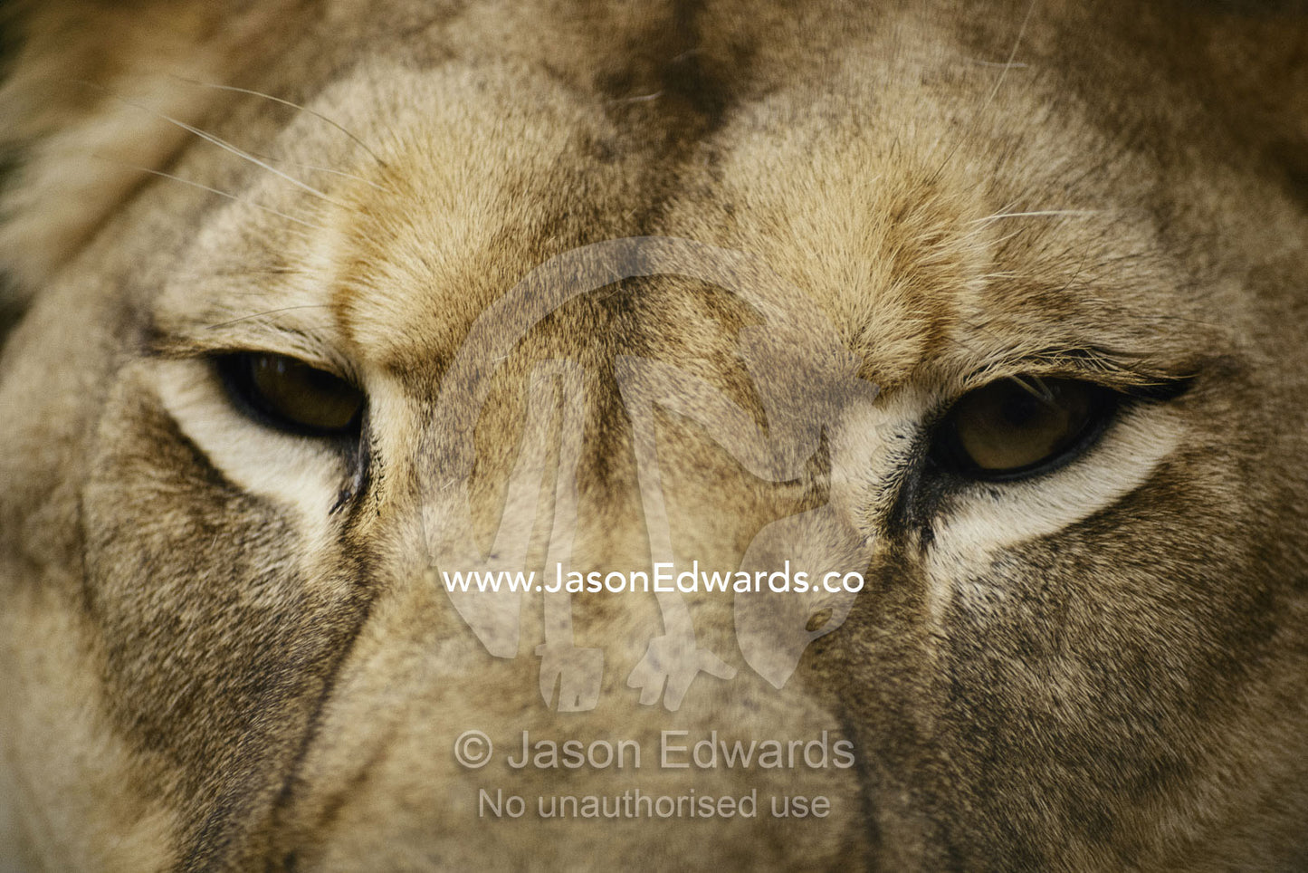 Close view of a lion's face. Masai Mara National Reserve, Kenya, Africa.